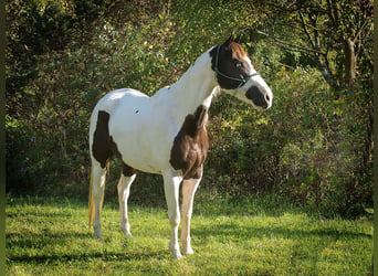 American Quarter Horse, Ruin, 17 Jaar, 155 cm, Tobiano-alle-kleuren