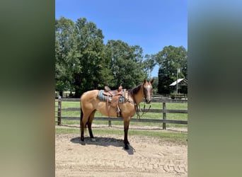 American Quarter Horse, Ruin, 17 Jaar, 157 cm, Falbe