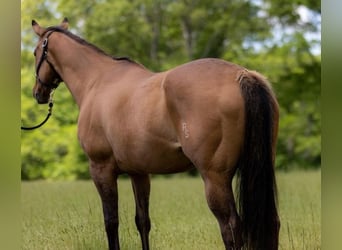 American Quarter Horse, Ruin, 17 Jaar, 157 cm, Falbe