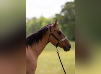 American Quarter Horse, Ruin, 17 Jaar, 157 cm, Falbe