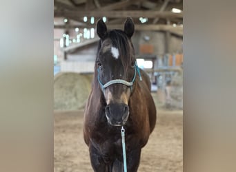 American Quarter Horse, Ruin, 17 Jaar, 160 cm, Buckskin