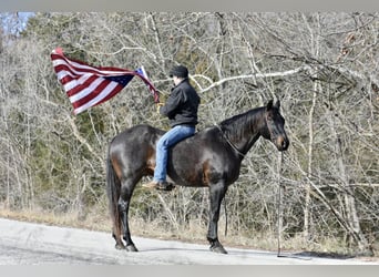 American Quarter Horse, Ruin, 17 Jaar, 160 cm, Roan-Blue