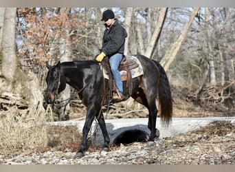 American Quarter Horse, Ruin, 17 Jaar, 160 cm, Roan-Blue