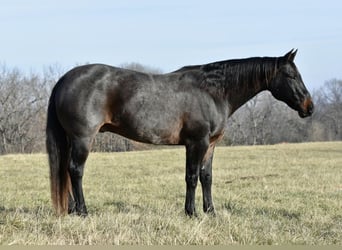 American Quarter Horse, Ruin, 17 Jaar, 160 cm, Roan-Blue