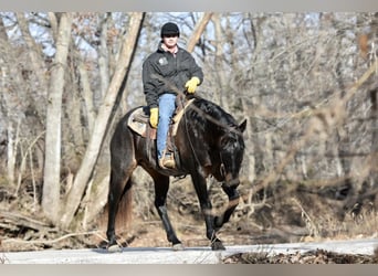 American Quarter Horse, Ruin, 17 Jaar, 160 cm, Roan-Blue