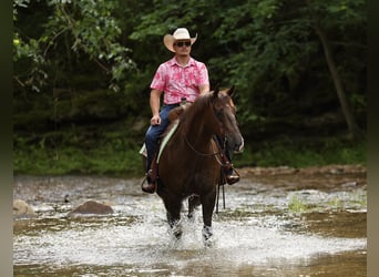 American Quarter Horse, Ruin, 17 Jaar, Donkere-vos