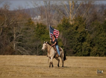 American Quarter Horse, Ruin, 18 Jaar, 150 cm, Buckskin
