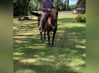 American Quarter Horse, Ruin, 18 Jaar, 152 cm, Falbe