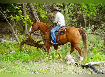 American Quarter Horse, Ruin, 18 Jaar, 152 cm, Roodvos