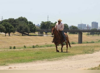 American Quarter Horse, Ruin, 18 Jaar, 155 cm, Donkere-vos