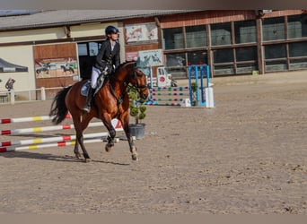 American Quarter Horse, Ruin, 18 Jaar, 164 cm, Bruin