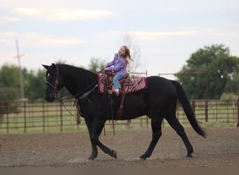 American Quarter Horse, Ruin, 19 Jaar, Zwart