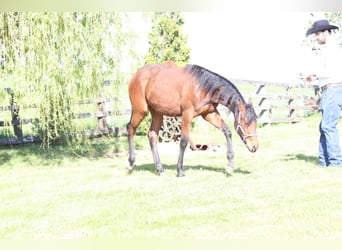 American Quarter Horse, Ruin, 1 Jaar, 140 cm, Vos