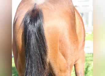 American Quarter Horse, Ruin, 1 Jaar, 140 cm, Vos