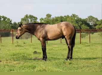 American Quarter Horse, Ruin, 1 Jaar, 142 cm, Buckskin