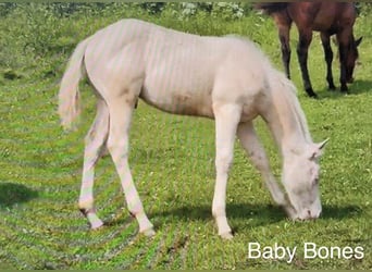 American Quarter Horse, Ruin, 1 Jaar, 142 cm, Perlino