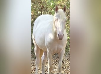 American Quarter Horse, Ruin, 1 Jaar, 142 cm, Perlino