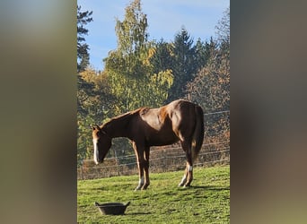 American Quarter Horse, Ruin, 1 Jaar, 144 cm, Donkere-vos