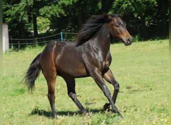 American Quarter Horse, Ruin, 1 Jaar, 148 cm, Donkerbruin