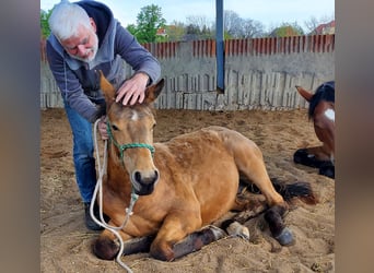 American Quarter Horse, Ruin, 1 Jaar, 150 cm, Buckskin