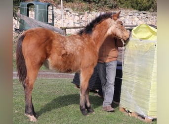 American Quarter Horse, Ruin, 1 Jaar, 150 cm, Buckskin