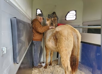 American Quarter Horse, Ruin, 1 Jaar, 150 cm, Champagne