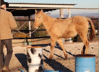 American Quarter Horse, Ruin, 1 Jaar, 150 cm, Champagne