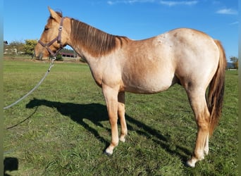 American Quarter Horse, Ruin, 1 Jaar, 150 cm, Red Dun