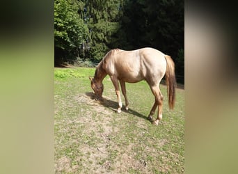 American Quarter Horse, Ruin, 1 Jaar, 150 cm, Red Dun