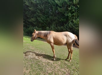 American Quarter Horse, Ruin, 1 Jaar, 150 cm, Red Dun