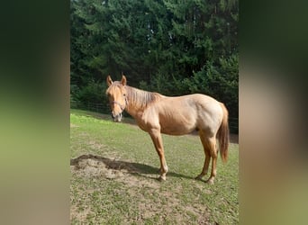 American Quarter Horse, Ruin, 1 Jaar, 150 cm, Red Dun