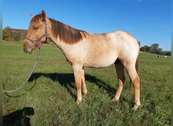 American Quarter Horse, Ruin, 1 Jaar, 150 cm, Red Dun