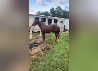 American Quarter Horse, Ruin, 1 Jaar, 152 cm, Donkere-vos