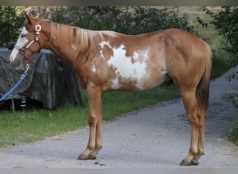 American Quarter Horse, Ruin, 1 Jaar, 153 cm, Overo-alle-kleuren