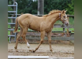 American Quarter Horse, Ruin, 1 Jaar, 155 cm, Champagne