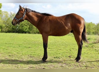 American Quarter Horse, Ruin, 1 Jaar, 160 cm, Bruin