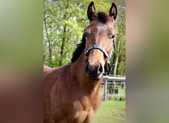 American Quarter Horse, Ruin, 1 Jaar, 160 cm, Bruin