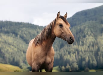 American Quarter Horse, Ruin, 1 Jaar, Buckskin
