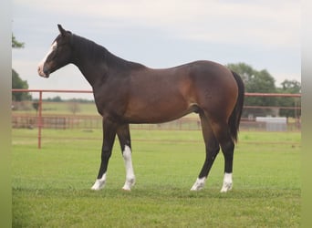 American Quarter Horse, Ruin, 1 Jaar, Roodbruin