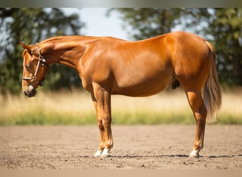 American Quarter Horse, Ruin, 1 Jaar, Vos
