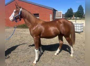 American Quarter Horse, Ruin, 1 Jaar, Vos
