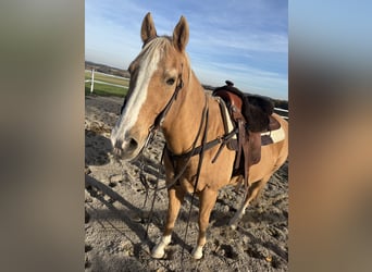 American Quarter Horse, Ruin, 20 Jaar, 150 cm, Palomino