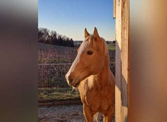 American Quarter Horse, Ruin, 20 Jaar, 150 cm