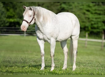 American Quarter Horse, Ruin, 20 Jaar, 155 cm, Wit