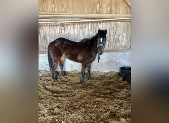 American Quarter Horse, Ruin, 28 Jaar, 152 cm, Roodbruin