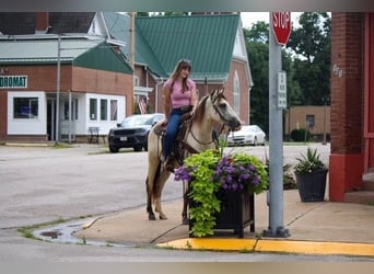 American Quarter Horse, Ruin, 2 Jaar, 132 cm, Buckskin
