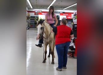 American Quarter Horse, Ruin, 2 Jaar, 132 cm, Buckskin