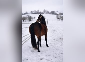 American Quarter Horse, Ruin, 2 Jaar, 140 cm, Donkerbruin