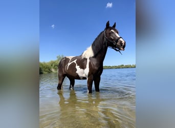 American Quarter Horse, Ruin, 2 Jaar, 140 cm, Gevlekt-paard