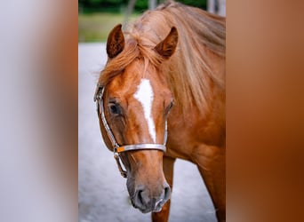 American Quarter Horse, Ruin, 2 Jaar, 141 cm, Vos